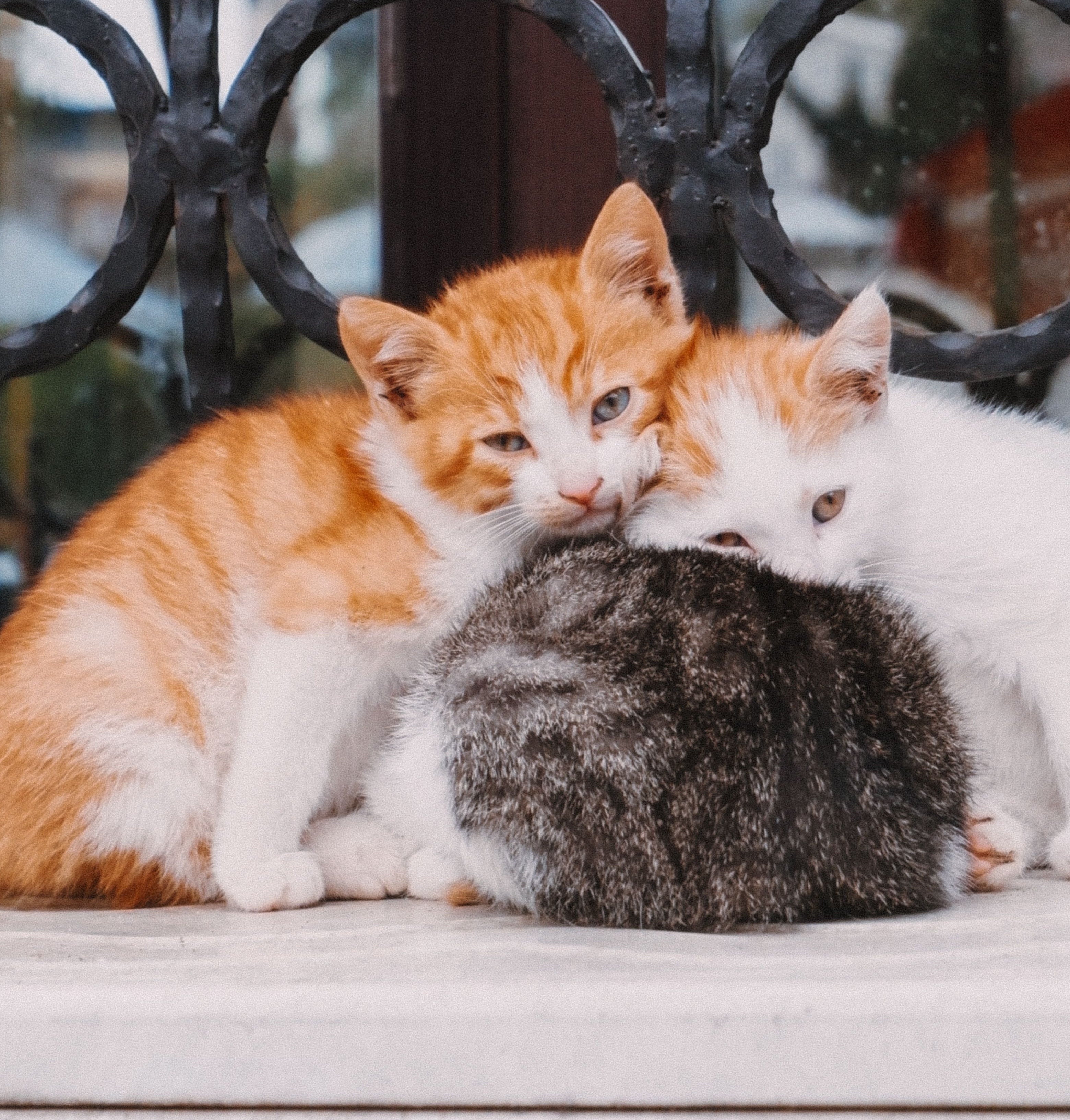 Cats
