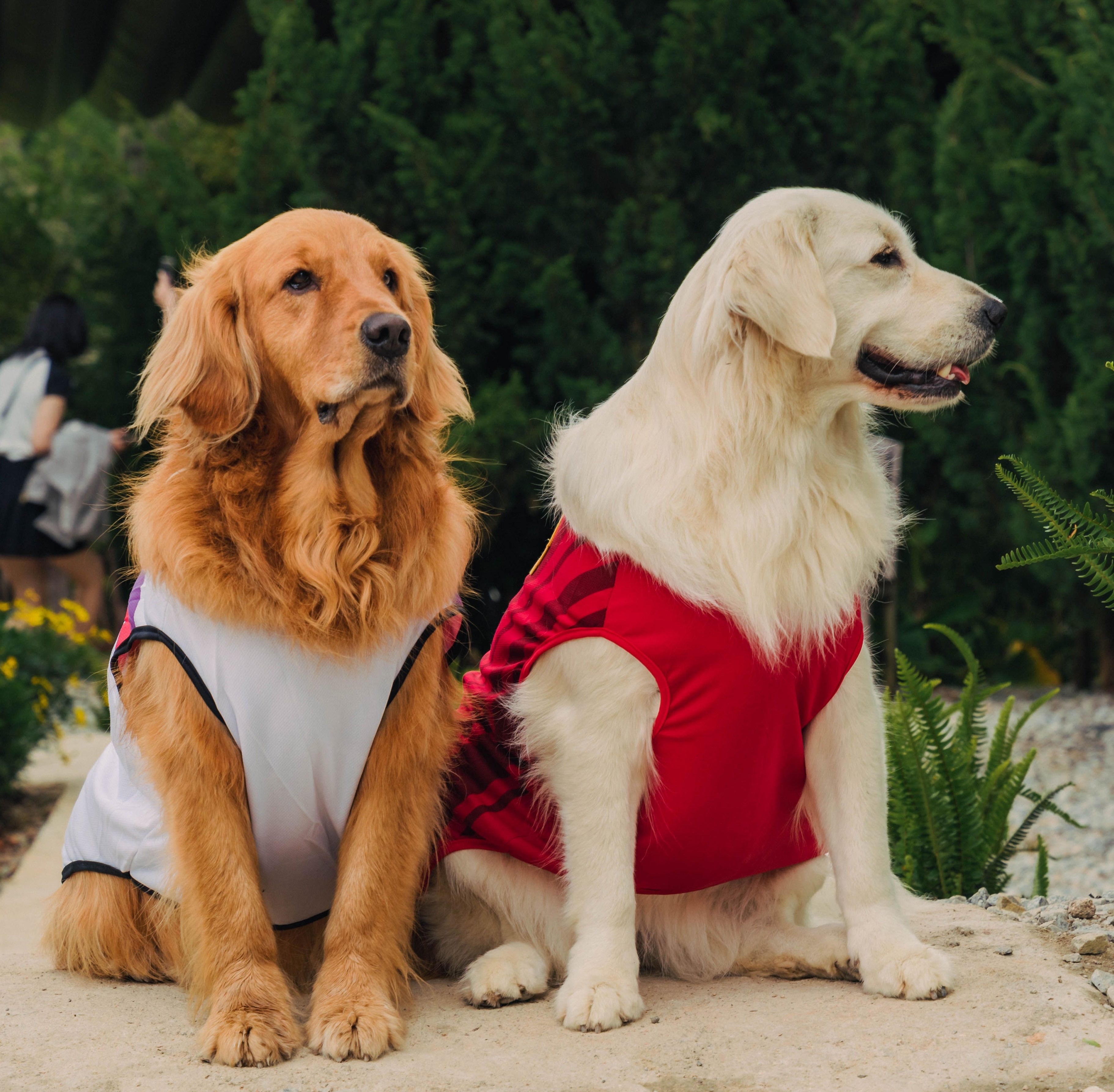 Dogs