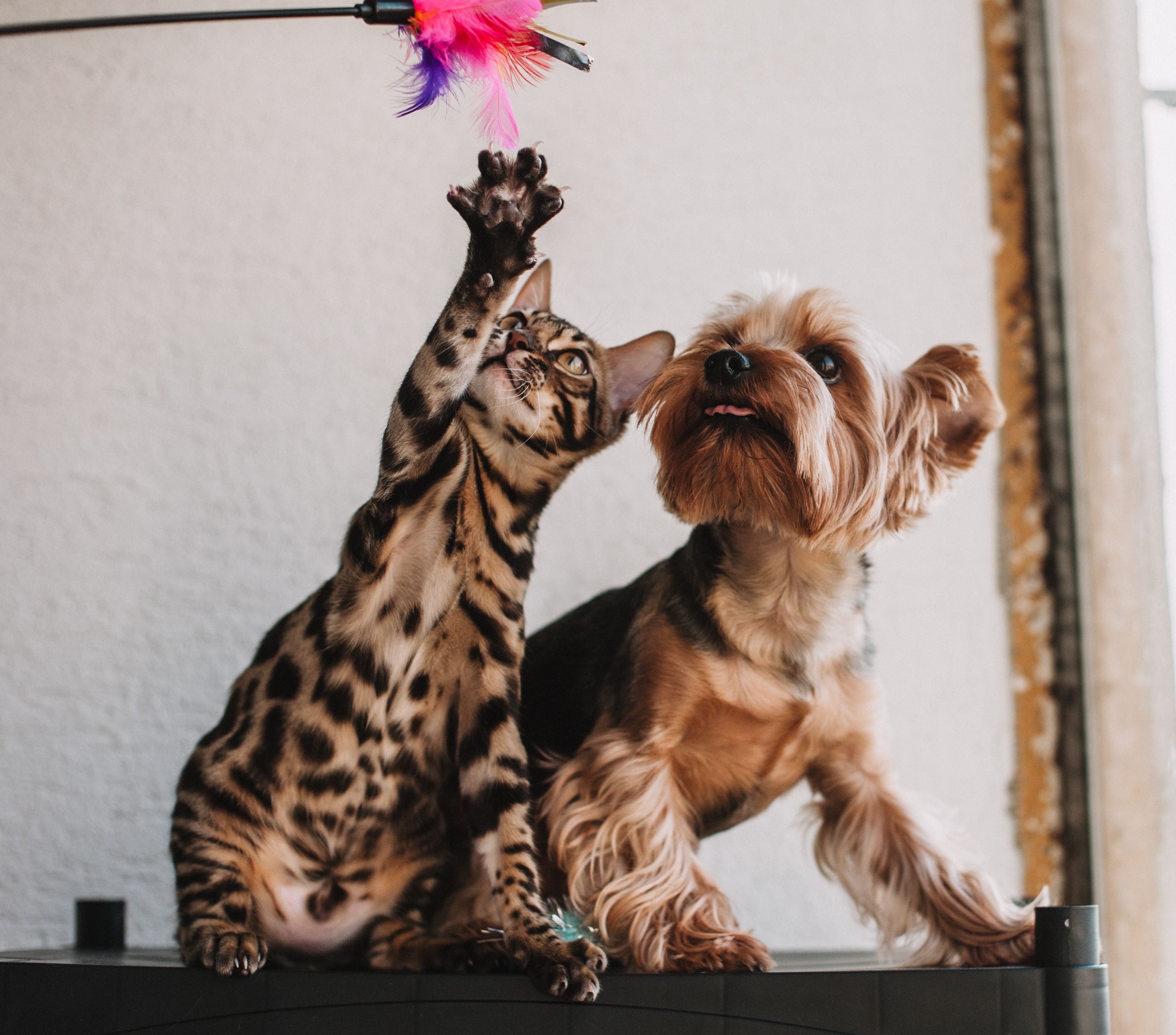 Small Pets